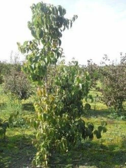 Veelbloemige Kornoelje (Cornus Florida 'Cloud Nine') -DIRECTPLANT Winkel cornus florida 180 1