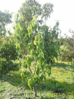Amerikaanse Kornoelje (Cornus Florida 'Rubra') -DIRECTPLANT Winkel cornus florida 180 3 2 1