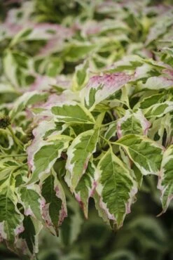 Kornoelje (Cornus Florida 'Cherokee Daybreak') -DIRECTPLANT Winkel cornus florida cherokee daybreak 1 1