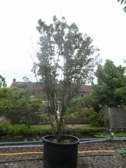 Amerikaanse Kornoelje (Cornus Florida 'Rubra') -DIRECTPLANT Winkel cornus florida rubra 400 500 c750