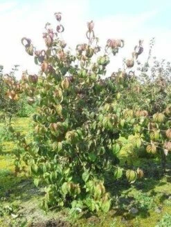 Kornoelje (Cornus Kousa 'China Girl') 25 Kornoelje (Cornus Kousa 'China Girl') -DIRECTPLANT Winkel cornus kousa 180 2 1