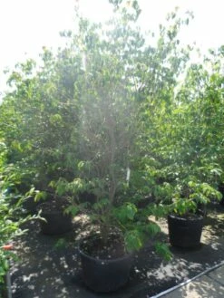 Kornoelje (Cornus Kousa 'China Girl') 26 Kornoelje (Cornus Kousa 'China Girl') -DIRECTPLANT Winkel cornus kousa china girl 200 250 c90