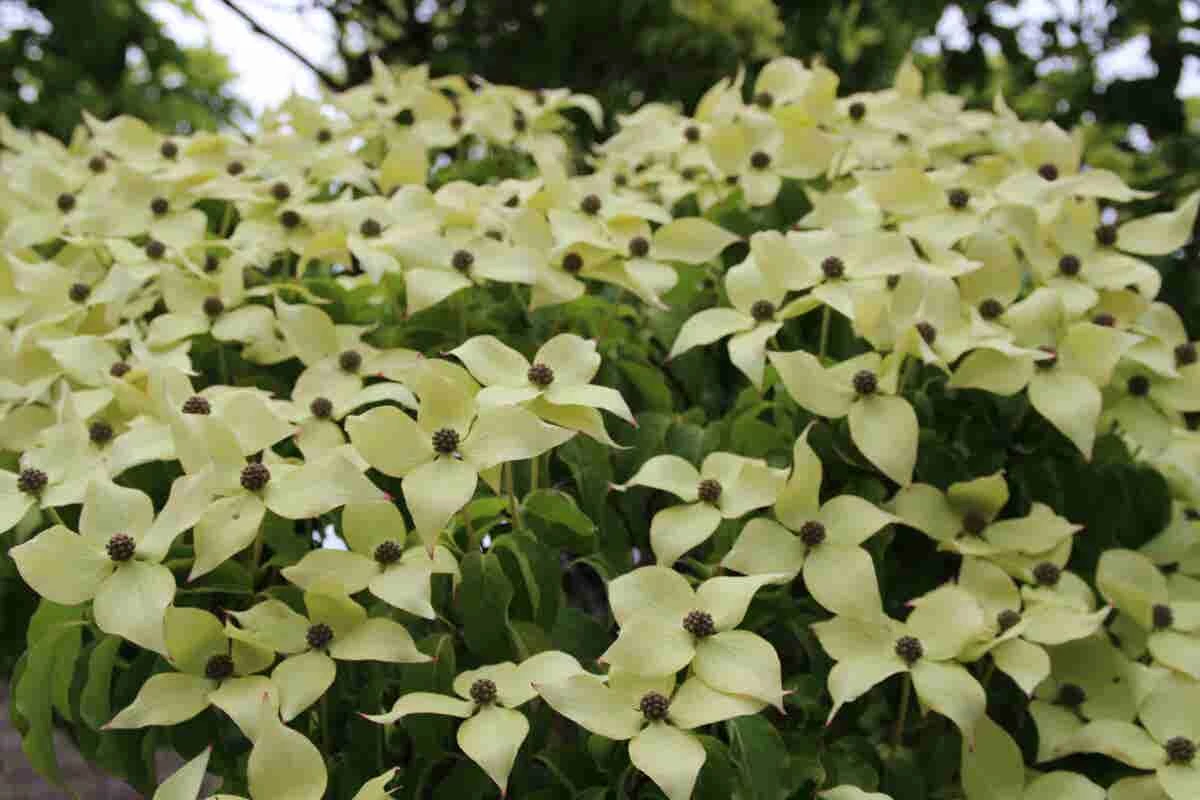 Kornoelje (Cornus Kousa 'China Girl') 7 Kornoelje (Cornus Kousa 'China Girl') - Afbeelding 5
