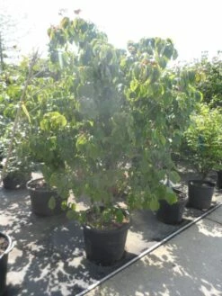 Japanse Kornoelje (Cornus Kousa) -DIRECTPLANT Winkel cornus kousa satomi 200 225 1