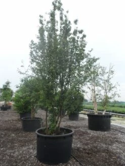 Gele Kornoelje (Cornus Mas) -DIRECTPLANT Winkel cornus mas 400 500 c750 2