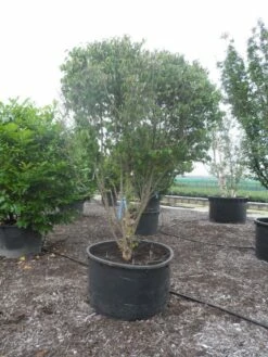 Gele Kornoelje (Cornus Mas) -DIRECTPLANT Winkel cornus mas ombrella c600