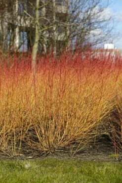 Kornoelje (Cornus Sanguinea 'Midwinter Fire') -DIRECTPLANT Winkel cornus sanguinea midwinter fire02 1