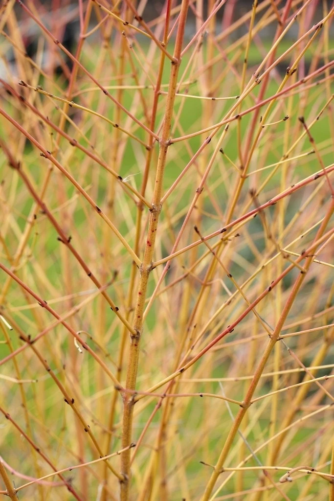 Kornoelje (Cornus Sanguinea 'Winter Beauty) 3 Kornoelje (Cornus Sanguinea 'Winter Beauty)