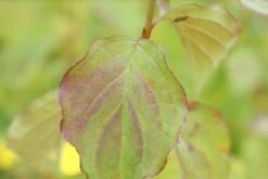 Kornoelje (Cornus Sanguinea 'Winter Beauty) 16 Kornoelje (Cornus Sanguinea 'Winter Beauty) -DIRECTPLANT Winkel cornus sanguinea winter beauty 1 1