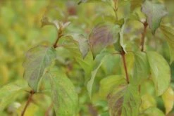 Kornoelje (Cornus Sanguinea 'Winter Beauty) 12 Kornoelje (Cornus Sanguinea 'Winter Beauty) -DIRECTPLANT Winkel cornus sanguinea winter beauty 2