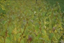 Kornoelje (Cornus Sanguinea 'Winter Beauty) 17 Kornoelje (Cornus Sanguinea 'Winter Beauty) -DIRECTPLANT Winkel cornus sanguinea winter beauty 3