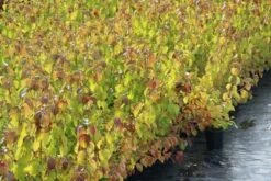 Kornoelje (Cornus Sanguinea 'Winter Beauty) 18 Kornoelje (Cornus Sanguinea 'Winter Beauty) -DIRECTPLANT Winkel cornus winter beauty 1 1