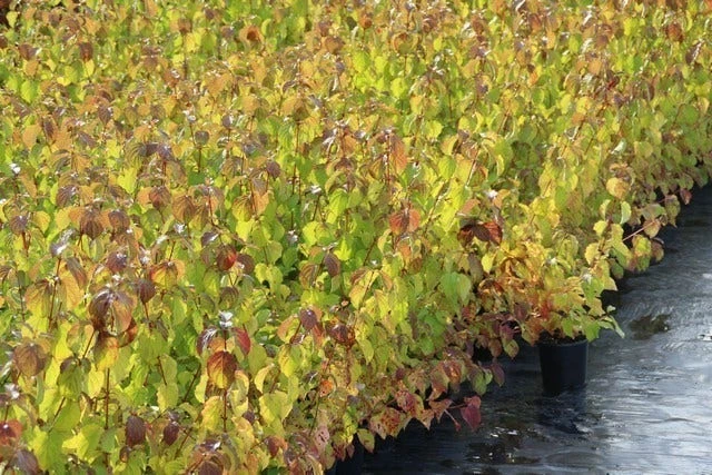 Kornoelje (Cornus Sanguinea 'Winter Beauty) 10 Kornoelje (Cornus Sanguinea 'Winter Beauty) - Afbeelding 8