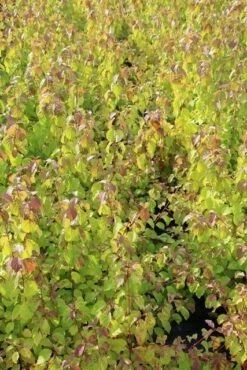 Kornoelje (Cornus Sanguinea 'Winter Beauty) 19 Kornoelje (Cornus Sanguinea 'Winter Beauty) -DIRECTPLANT Winkel cornus winter beauty 2 1