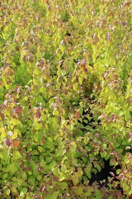 Kornoelje (Cornus Sanguinea 'Winter Beauty) 11 Kornoelje (Cornus Sanguinea 'Winter Beauty) - Afbeelding 9