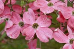 Amerikaanse Kornoelje (Cornus Florida 'Rubra')