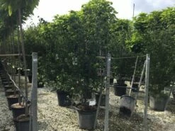 Japanse Kornoelje (Cornus Kousa 'Weisse Fontaine') -DIRECTPLANT Winkel cornuskousa175