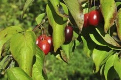 Gele Kornoelje (Cornus Mas) -DIRECTPLANT Winkel cornusmas vruchtv01
