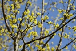 Gele Kornoelje (Cornus Mas)