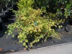 Schijnhazelaar (Corylopsis Pauciflora) -DIRECTPLANT Winkel corylopsis pauciflora c15