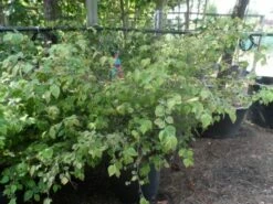 Schijnhazelaar (Corylopsis Pauciflora) -DIRECTPLANT Winkel corylopsis pauciflora solitair 100 150