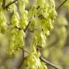 Schijnhazelaar (Corylopsis Spicata) -DIRECTPLANT Winkel corylopsis spicata