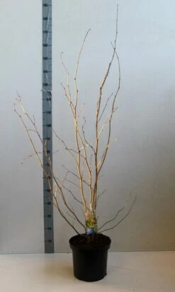 Schijnhazelaar (Corylopsis Spicata) -DIRECTPLANT Winkel corylopsis spicata 80 100 cm co. 7.5l . kopie