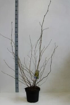 Schijnhazelaar (Corylopsis Spicata) -DIRECTPLANT Winkel corylopsis spicata 80 100 cm co. 7.5l kopie