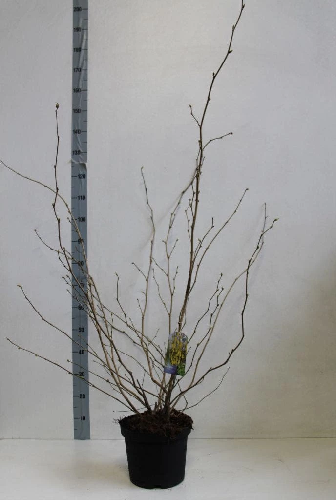 Schijnhazelaar (Corylopsis Spicata) - Afbeelding 3