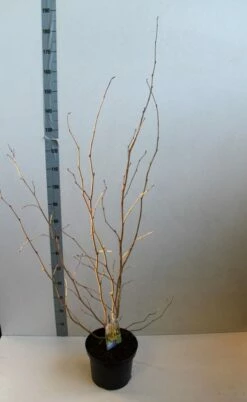 Schijnhazelaar (Corylopsis Spicata) -DIRECTPLANT Winkel corylopsis spicata 80 100 cm co. 7.5l z. kopie