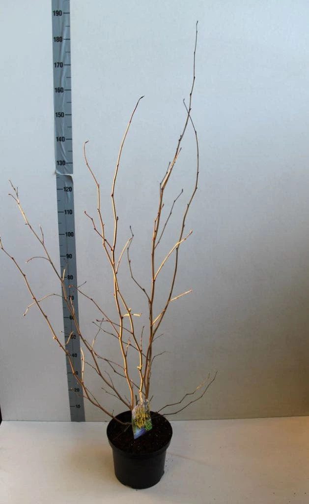 Schijnhazelaar (Corylopsis Spicata) - Afbeelding 4