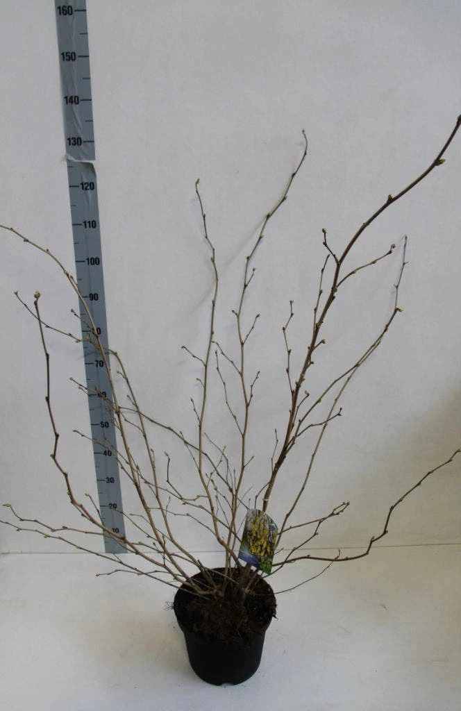 Schijnhazelaar (Corylopsis Spicata) - Afbeelding 2