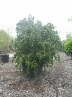 Kronkelhazelaar (Corylus Avellana 'Contorta') -DIRECTPLANT Winkel corylus avellana contorta 250 300 c750 1
