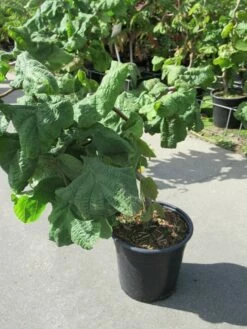 Kronkelhazelaar (Corylus Avellana 'Contorta') -DIRECTPLANT Winkel corylus avellana contorta 1