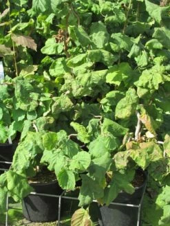 Kronkelhazelaar (Corylus Avellana 'Contorta') -DIRECTPLANT Winkel corylus avellana contorta 2