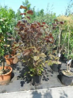 Rode Hazelaar (Corylus Maxima 'Purpurea') -DIRECTPLANT Winkel corylus maxima purpurea 125 150 175 c20