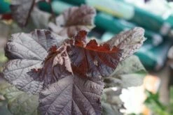 Rode Hazelaar (Corylus Maxima 'Purpurea') -DIRECTPLANT Winkel corylus maxima purpurea 1