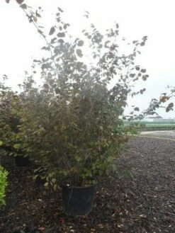Rode Hazelaar (Corylus Maxima 'Purpurea') -DIRECTPLANT Winkel corylus maxima purpurea 200 250 c70 90 1