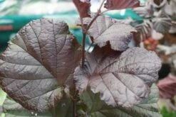 Rode Hazelaar (Corylus Maxima 'Purpurea') -DIRECTPLANT Winkel corylus maxima purpurea 2