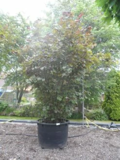 Rode Hazelaar (Corylus Maxima 'Purpurea') -DIRECTPLANT Winkel corylus maxima purpurea 300 400 c750