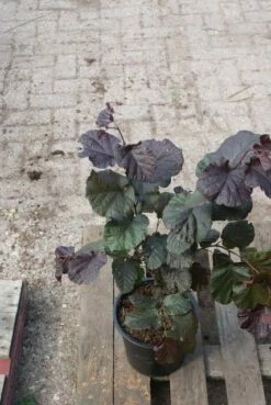 Rode Hazelaar (Corylus Maxima 'Purpurea') -DIRECTPLANT Winkel corylus maxima purpurea 3