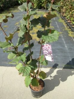Rode Hazelaar (Corylus Maxima 'Purpurea') -DIRECTPLANT Winkel corylus maxima purpurea 1