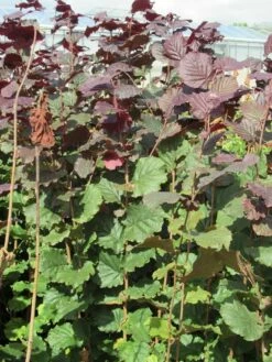 Rode Hazelaar (Corylus Maxima 'Purpurea') -DIRECTPLANT Winkel corylus maxima purpurea 2