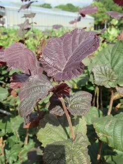 Rode Hazelaar (Corylus Maxima 'Purpurea') -DIRECTPLANT Winkel corylus maxima purpurea 3