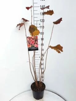 Hazelaar/Hazelnoot (Corylus Avellana 'Rode Zellernoot') 9 Hazelaar/Hazelnoot (Corylus Avellana 'Rode Zellernoot') -DIRECTPLANT Winkel corylus rode zellernoot c10 v01