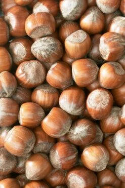 Hazelaar/Hazelnoot (Corylus Avellana 'Halle'sche Riesen') 5 Hazelaar/Hazelnoot (Corylus Avellana 'Halle'sche Riesen') -DIRECTPLANT Winkel corylushazelnotenv01 5