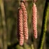 Hazelaar/Hazelnoot (Corylus Avellana 'Rode Zellernoot') -DIRECTPLANT Winkel corylusrodezellernootv01