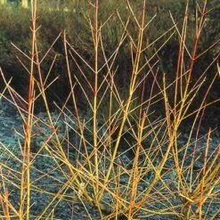 Kornoelje (Cornus Sanguinea 'Midwinter Fire') -DIRECTPLANT Winkel cosmfire 4 1