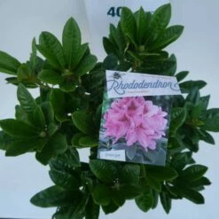 Rhododendron (Rhododendron 'Cosmopolitan') -DIRECTPLANT Winkel cosmopolitan c5 boven