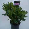 Rhododendron (Rhododendron 'Cosmopolitan') -DIRECTPLANT Winkel cosmopolitan c5 voor